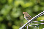 robin