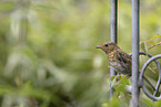 robin