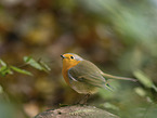 robin