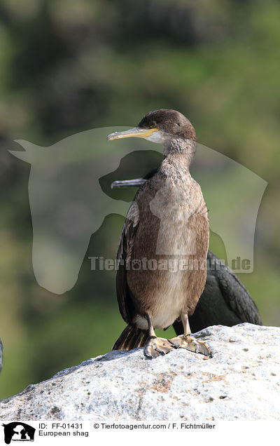 European shag / FF-01431