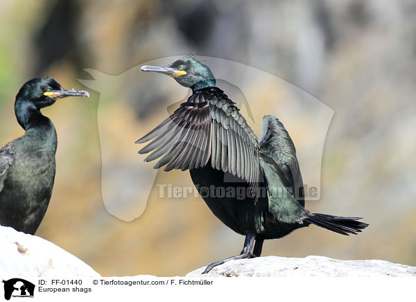 Krhenscharben / European shags / FF-01440