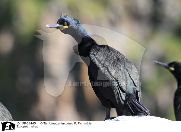 Krhenscharbe / European shag / FF-01445