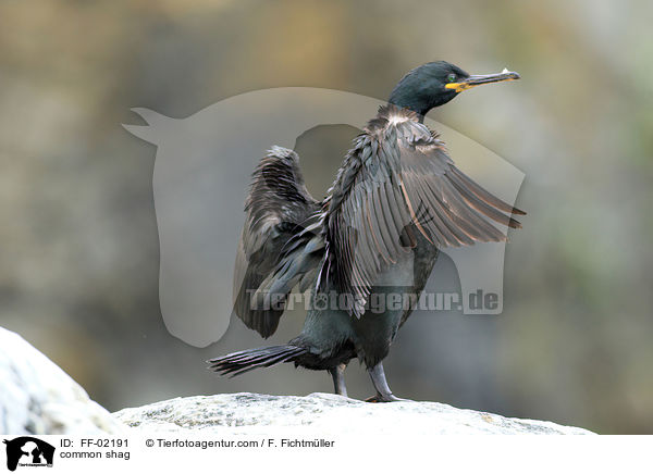Krhenscharbe / common shag / FF-02191