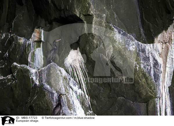 Krhenscharben / European shags / MBS-17723