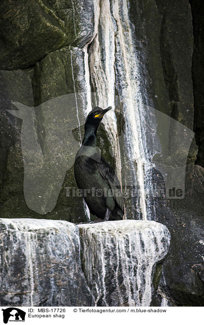Krhenscharbe / European shag / MBS-17726