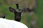 European shag