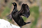 common shag