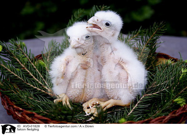 Falkenkken / falcon fledgling / AVD-01828