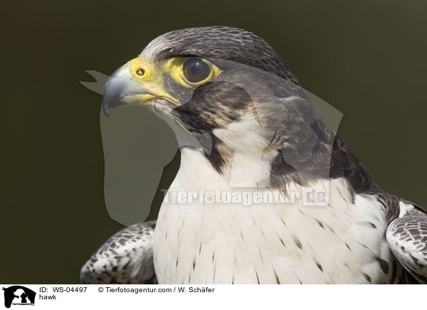 Wander-Luggerfalke-Mischling / hawk / WS-04497
