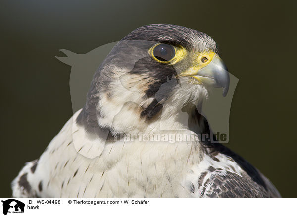 Wander-Luggerfalke-Mischling / hawk / WS-04498