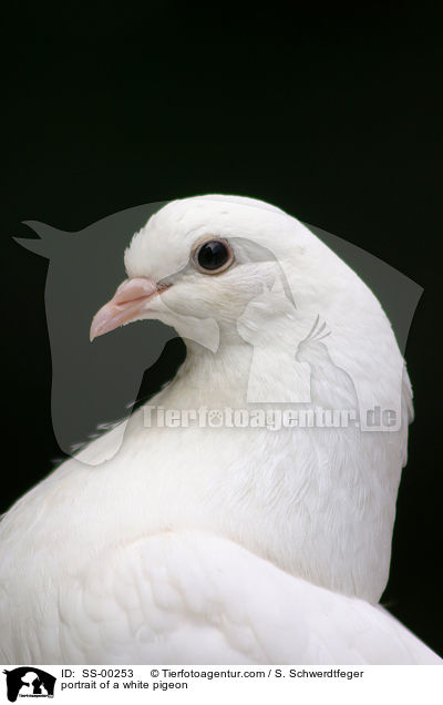 weie Taube im Portrait / portrait of a white pigeon / SS-00253