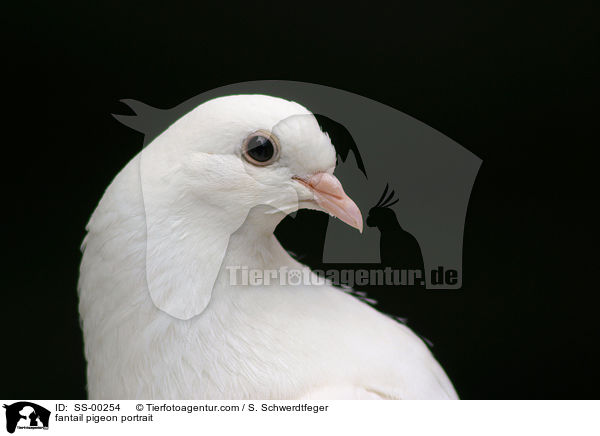 Pfautaube Portrait / fantail pigeon portrait / SS-00254