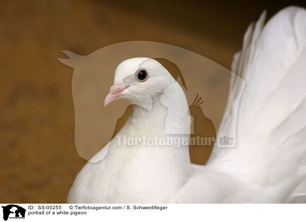 portrait of a white pigeon / SS-00255