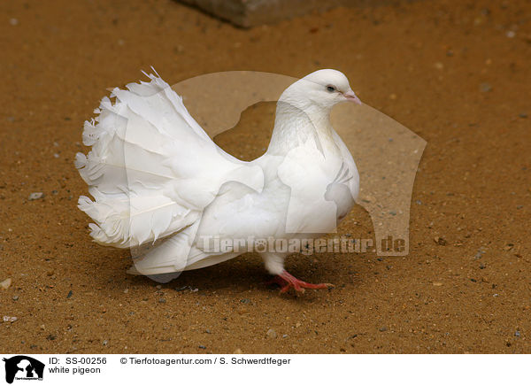 white pigeon / SS-00256