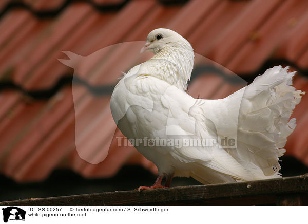 white pigeon on the roof / SS-00257