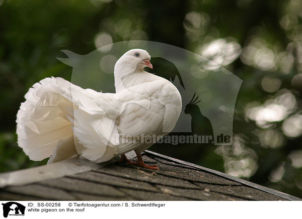 white pigeon on the roof / SS-00258