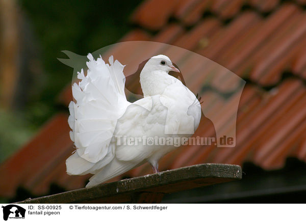 fantail pigeon / SS-00925
