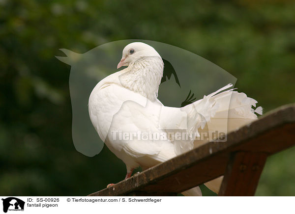 fantail pigeon / SS-00926