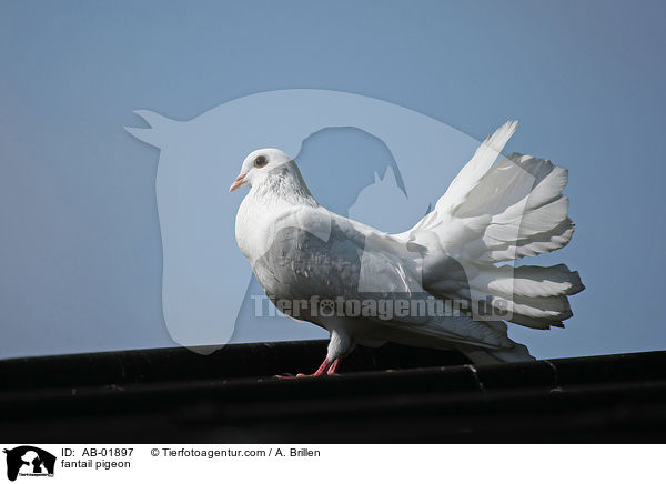 Pfautaube / fantail pigeon / AB-01897