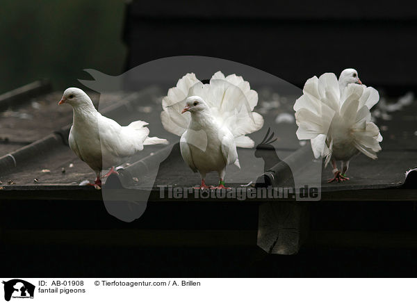 fantail pigeons / AB-01908