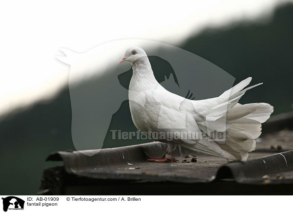 fantail pigeon / AB-01909