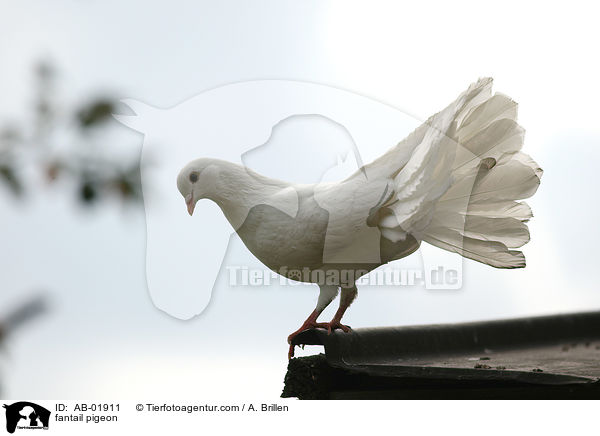fantail pigeon / AB-01911