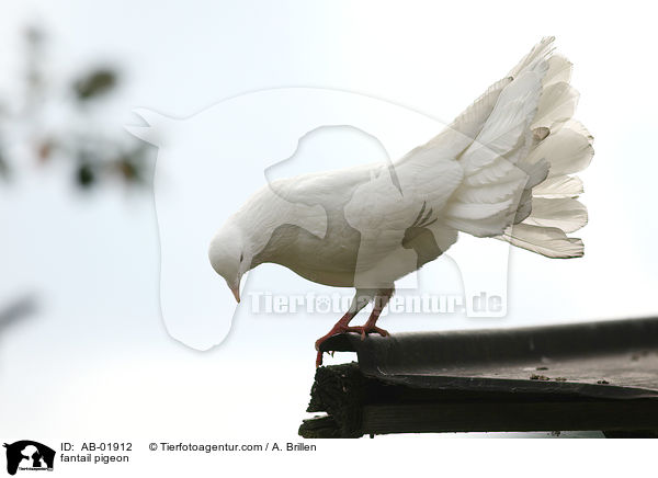 Pfautaube / fantail pigeon / AB-01912
