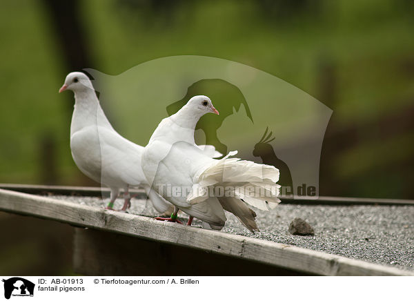 fantail pigeons / AB-01913