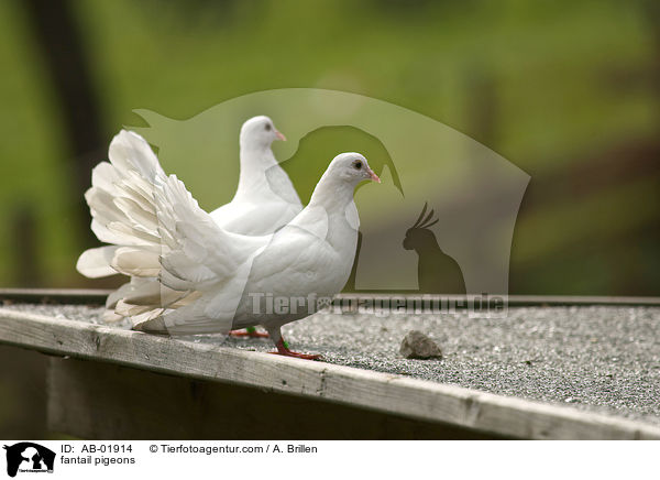 fantail pigeons / AB-01914