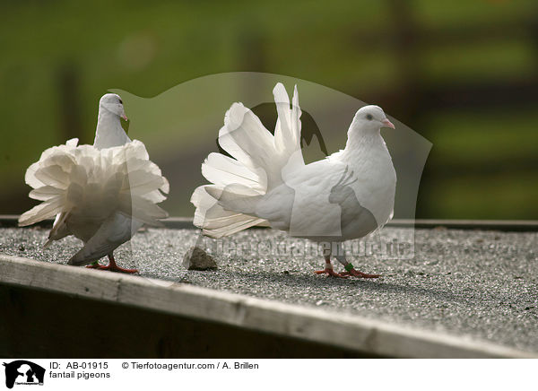 fantail pigeons / AB-01915