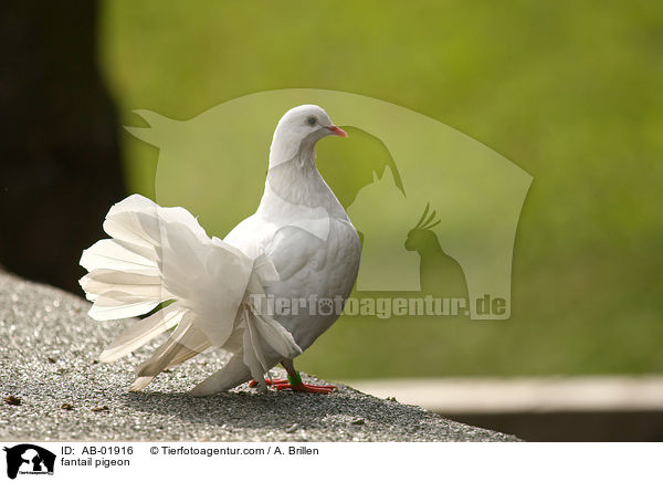 fantail pigeon / AB-01916