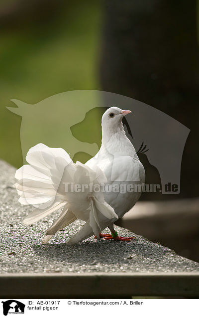 Pfautaube / fantail pigeon / AB-01917