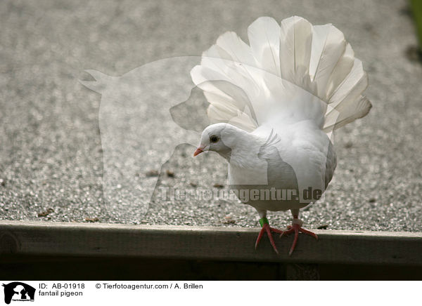 Pfautaube / fantail pigeon / AB-01918