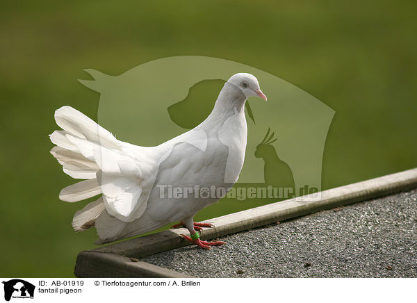 Pfautaube / fantail pigeon / AB-01919