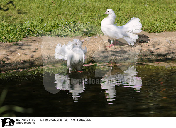 Weie Tauben / white pigeons / HS-01105