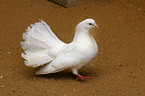 white pigeon