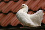 white pigeon on the roof