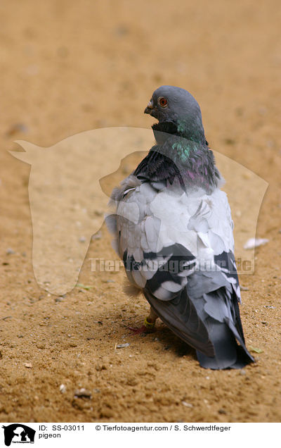 Straentaube / pigeon / SS-03011