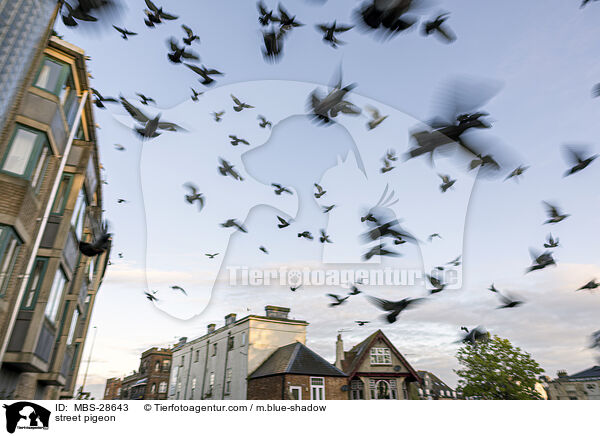 Straentaube / street pigeon / MBS-28643