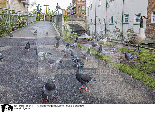 Straentaube / street pigeon / MBS-28644