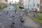 street pigeon
