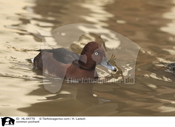 common pochard / HL-04778