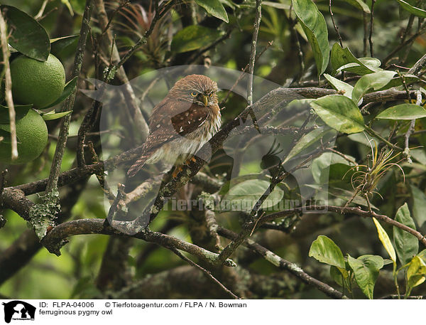 ferruginous pygmy owl / FLPA-04006