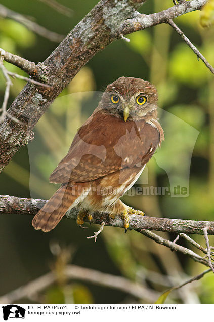 Brasil-Sperlingskauz / ferruginous pygmy owl / FLPA-04574