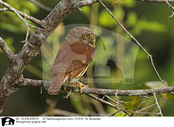 Brasil-Sperlingskauz / ferruginous pygmy owl / FLPA-04575