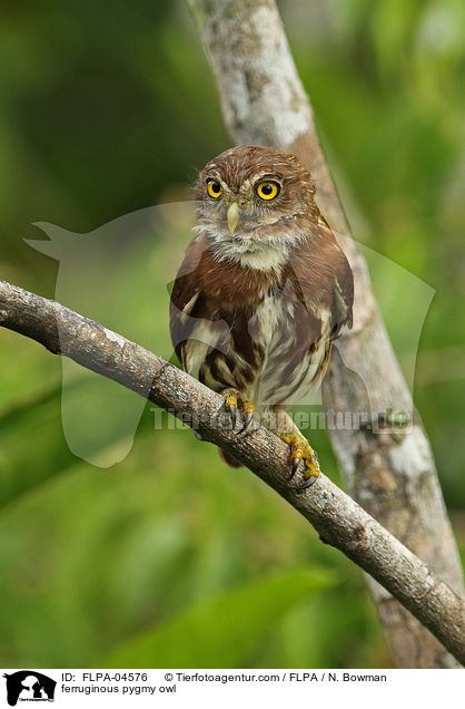 Brasil-Sperlingskauz / ferruginous pygmy owl / FLPA-04576