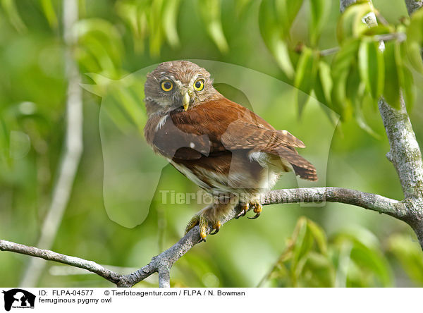 Brasil-Sperlingskauz / ferruginous pygmy owl / FLPA-04577