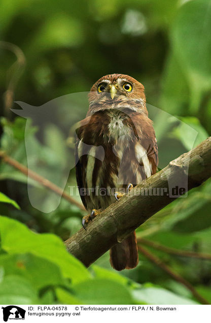 Brasil-Sperlingskauz / ferruginous pygmy owl / FLPA-04578