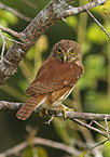 ferruginous pygmy owl