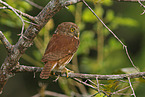 ferruginous pygmy owl